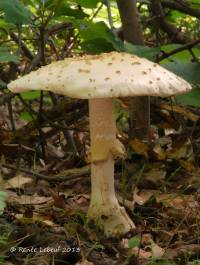 Amanita velatipes image