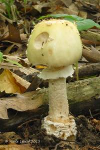 Amanita velatipes image