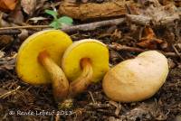 Boletus innixus image