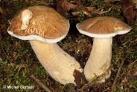 Boletus atkinsonii image