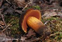 Boletus luridus image