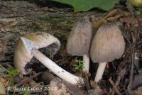 Coprinopsis insignis image