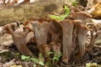 Craterellus caeruleofuscus image