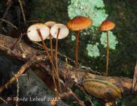 Image of Collybia campanella