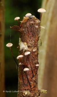 Marasmius pallidocephalus image