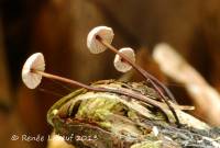 Marasmius pallidocephalus image