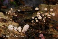 Marasmius capillaris image