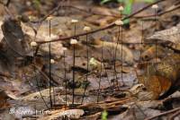 Marasmius capillaris image