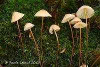 Marasmius pulcherripes image