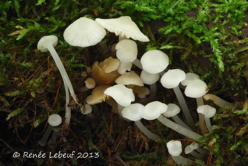 Mycena americana image