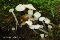 Image of Mycena americana