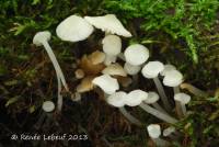 Image of Mycena americana