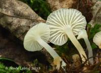 Mycena americana image