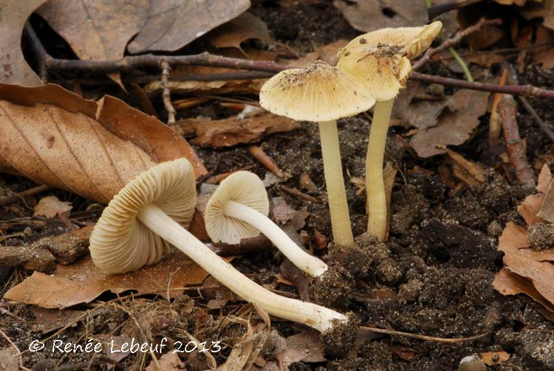 Inocybe straminipes image