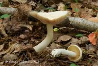 Entoloma subsinuatum image