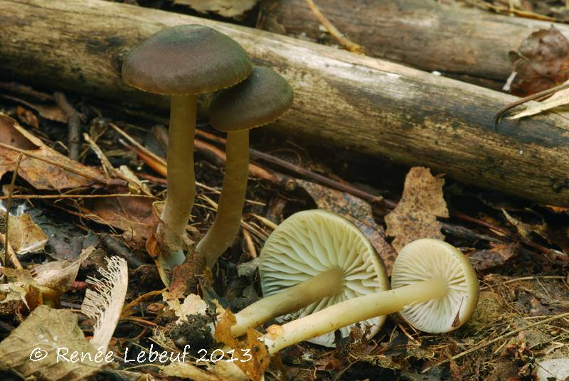 Hygrocybe nitrata image