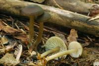 Image of Hygrocybe nitrata