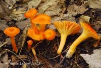 Hygrocybe reidii image