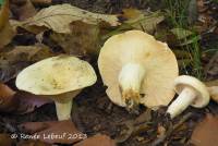 Lactarius glaucescens image