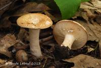 Lactarius luteolus image