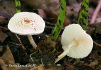 Lepiota apatelia image