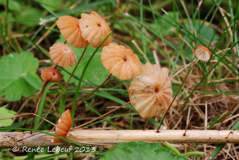 Marasmius curreyi image