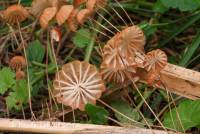 Marasmius curreyi image