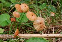 Image of Marasmius curreyi