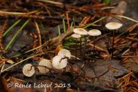 Marasmius pallidocephalus image