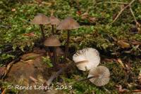 Mycena abramsii image