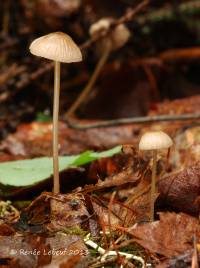 Mycena clavicularis image