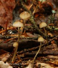 Mycena clavicularis image