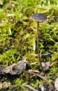 Mycena coracina image