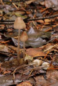 Mycena pectinata image