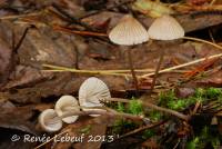 Mycena pectinata image