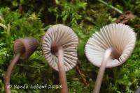 Mycena purpureofusca image