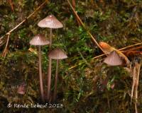 Mycena purpureofusca image