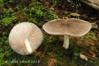 Pluteus americanus image