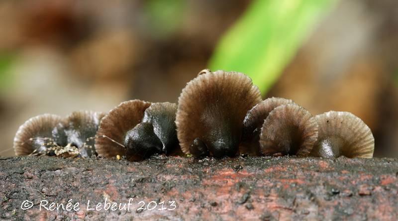 Resupinatus alboniger var. alboniger image