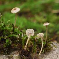 Rickenella swartzii f. swartzii image