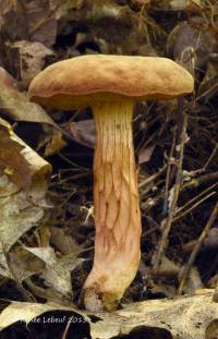 Boletus tenax image