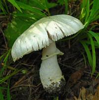 Agaricus comtulus image