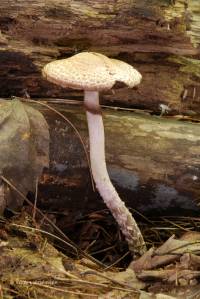 Agaricus diminutivus image