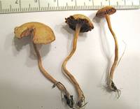 Agrocybe vervacti image