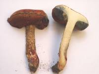 Boletus floridanus image