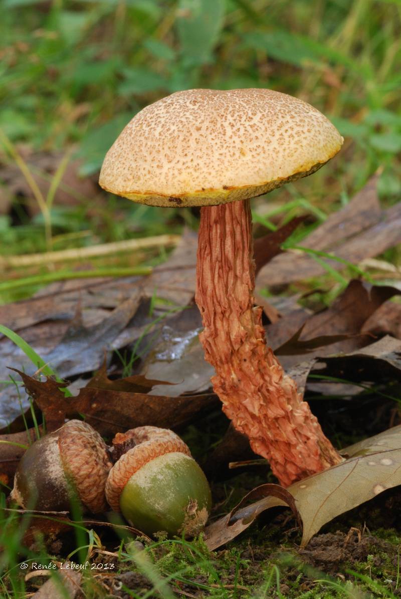 Boletellus russellii image