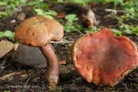 Boletus luridus image