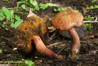 Boletus luridus image