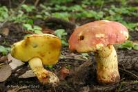 Boletus miniato-olivaceus image