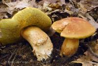 Boletus subcaerulescens image